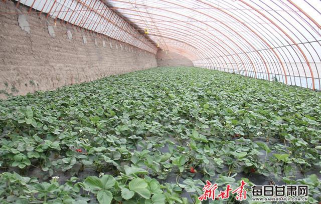 长安镇甘肃万通农业科技开发草莓采摘园里的草莓陆续成熟.