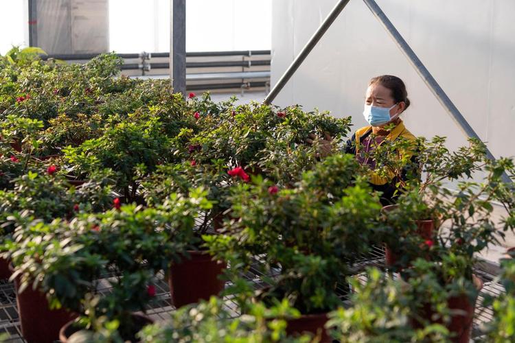 1月9日,工作人员在北大荒建三江国家农业科技园区内摘除花卉的枯叶.
